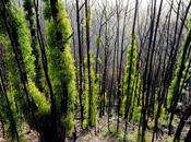 "Australia's Fire-Ravaged Forests Recovering. Ecologists Hope Lasts"