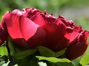 Flowers!