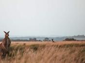 Incredible Animals Aussie Outback