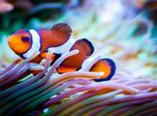 Finding Nemo Great Barrier Reef