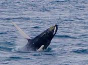 Where Best Places Whale Watching Australia?