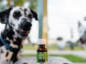 Pet-Friendly Treats That Help Treat Joint Pain Nerves