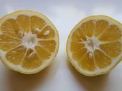 Projects Kids: GARDEN YOUR KITCHEN, Citrus Fruits