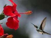 Interesting Hummingbird Facts That Should Know