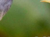 Best Live Animal Cameras Wild Watch