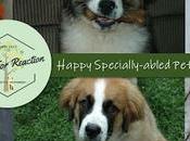 Dealing with Doggy Disability: Happy National Specially-abled Pets
