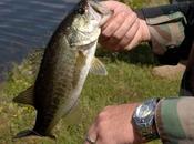 Spotted Bass Largemouth