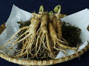 Surprising Things About American Ginseng