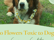 Spring Safety: Common Flowers Toxic Dogs