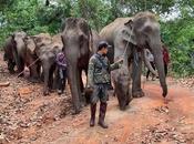 Islamabad Court Orders Relocation Paki Elephant