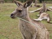 Where Animals Wild Australia