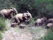 Cruel Animals Malappuram