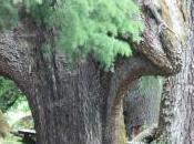 POEM: Fantastical Forest