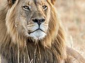 Poonam Avlokan Lions Roaring Gujarat