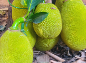 Jackfruit: Discover Versatality Largest Tree Borne Fruit World