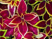 Amazing Plants That Grow Water Beads