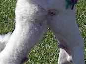 Types Dancing Animals