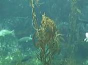 Kelp
