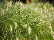 Make Sure Your Steers Clear Foxtails