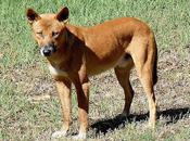 Dingo Baby Case Nears Conclusion