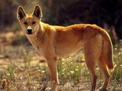 Facts Might Have Known About Dingos