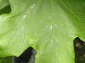 Plant Week: Acer Saccharum