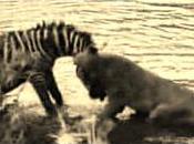 Zebra Lioness Duke Out: Inspirational Animal Video