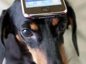 Smartphone Your Dog’s Best Friend