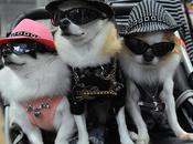 Pampered Pooches Prevail Pet-Crazy Japan