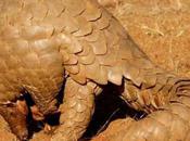 Pangolins Rescued From Poachers Thai Customs Officials