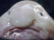 Fugly Friday: Blobfish