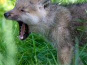 Five Arctic Wolf Pups Denmark's Knuthenborg Safari Park Think Life's Yawn