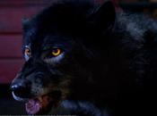 Behind Scenes: Season Dog-Wolves Chew Rubber Marcus