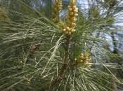 Plant Week: Pinus Strobus