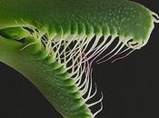 Faucaria Tigrina Greenhouse, Hear Scream