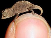 Amazing Animals Discovered Within Last Decade