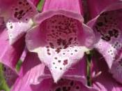 Plant Week: Digitalis Purpurea