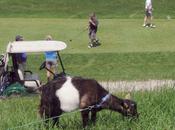Golf Course's Grazing Goats Four-Legged Weed Eaters