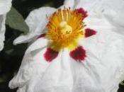 Plant Week: Cistus Ladanifer