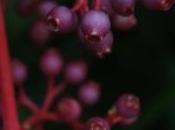 POEM: Dark Attractor