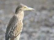 POEM: Ubiquitous Bird’s