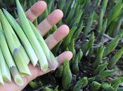 Tips Spring Foraging