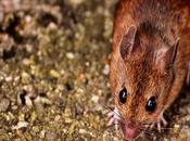 Do’s Don’ts Pest Control Home