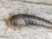 Silverfish Problems Solutions Baton Rouge Pest Control