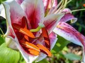 Don't They Scare You, These Flowers?