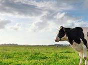 Book: Well-raised Meat Good You, Animals, Planet