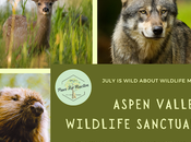 Wild Wednesday: Aspen Valley Wildlife Sanctuary Leader Rehabilitation #WildWednesday