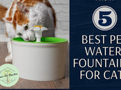 Five Friday: Water Fountains Cats #FridayFive