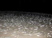 TONS FISH BEACH: CALIFORNIA GRUNION RUN, Guest Post Caroline Hatton