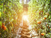 Trim Your Tree Branches: Step-by-Step Guide Pruning